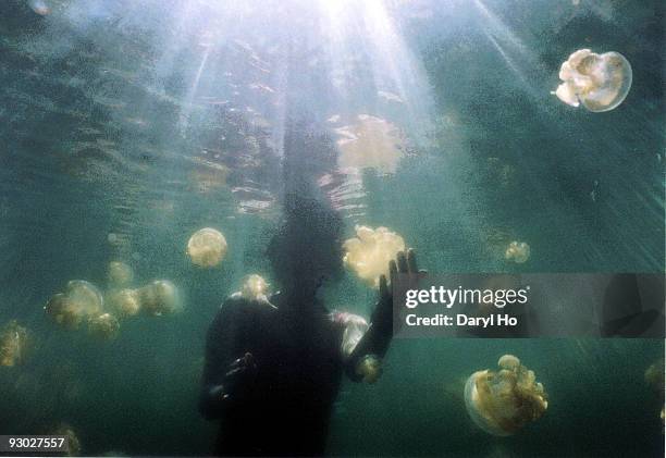 jellyfish lake, palau - palau stock pictures, royalty-free photos & images