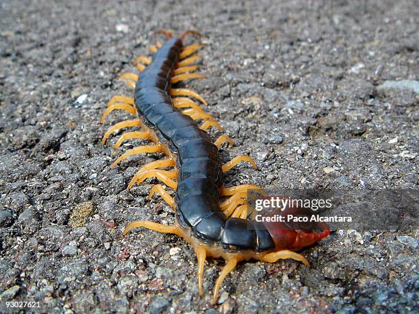 king mukade - centipede stockfoto's en -beelden