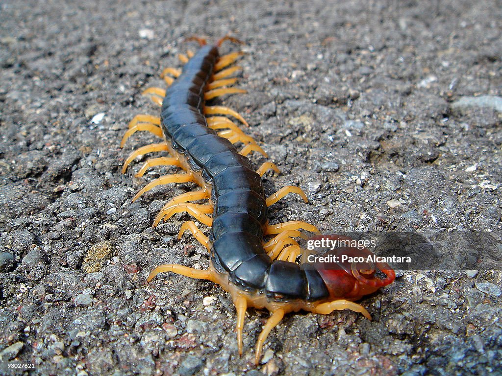 King Mukade High-Res Stock Photo - Getty Images