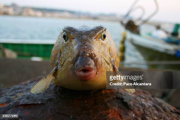 10,943 Fish Face Stock Photos, High-Res Pictures, and Images - Getty Images