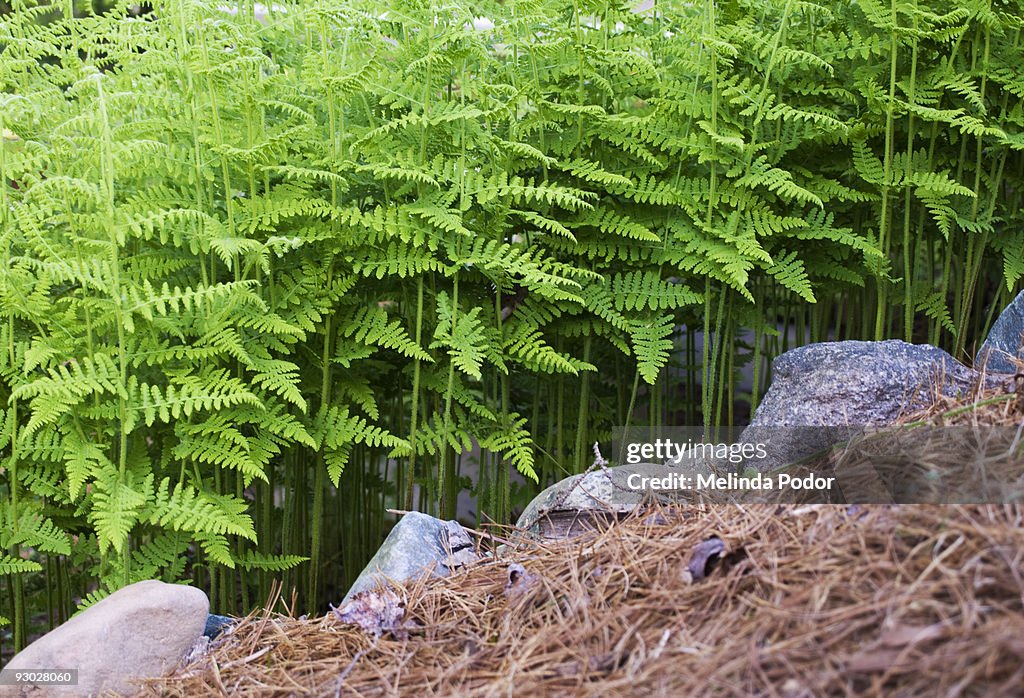 Hay scented ferns lining a garden path