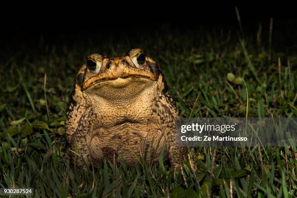Funnt Toad Funny Toad Photos and Premium High Res Pictures - Getty Images