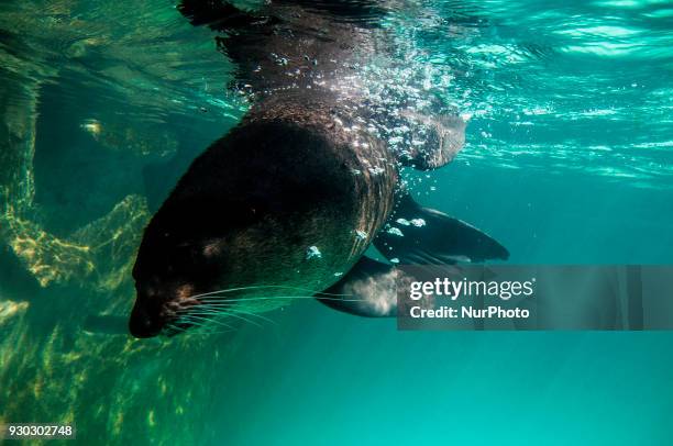 Visitors watch sea lion, as she swims with fish in a giant tank during a show at an aquarium in Sao Paulo, Brazil, on March 11, 2018.