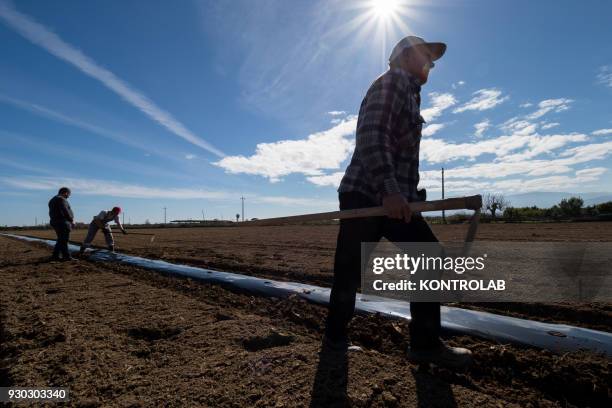 Farmers with hoes during the cultivation of vegetables and fruit in preparation for the summer harvest.