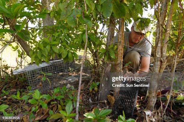 Nathan Schwartz, research technician, picks up different types of traps with different types of bait, testing out what works to catch iguanas on...