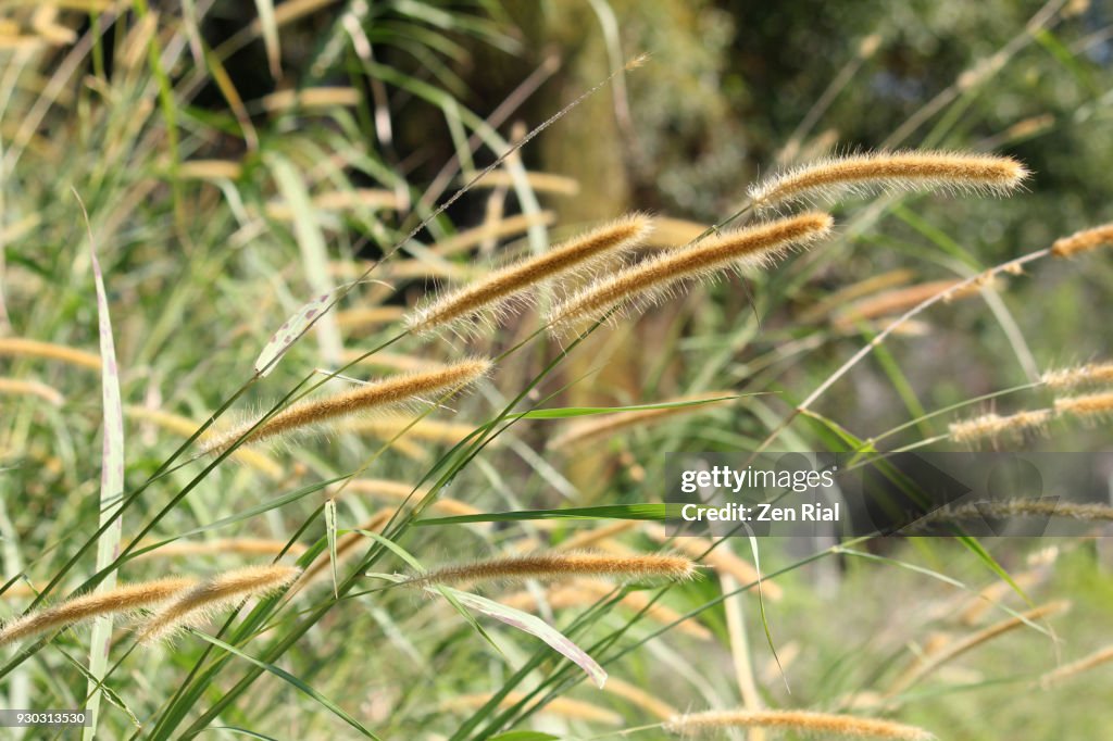 Bunch of Fountain grass (Pennisetum) growing in the wild