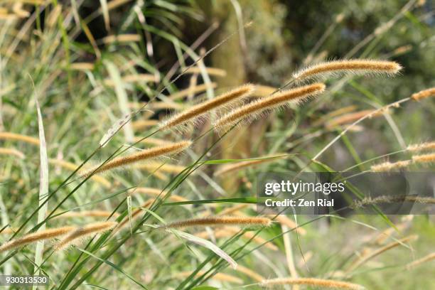 bunch of fountain grass (pennisetum) growing in the wild - fountain grass stock pictures, royalty-free photos & images