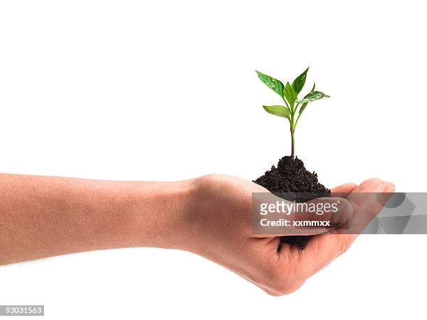 new plant w clipping path - soil hands stock pictures, royalty-free photos & images