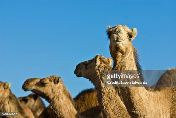 hughenden, queensland, australia. - camello dromedario fotografías e imágenes de stock