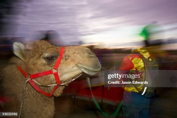 hughenden, queensland, australia. - hairy back man stock pictures, royalty-free photos & images