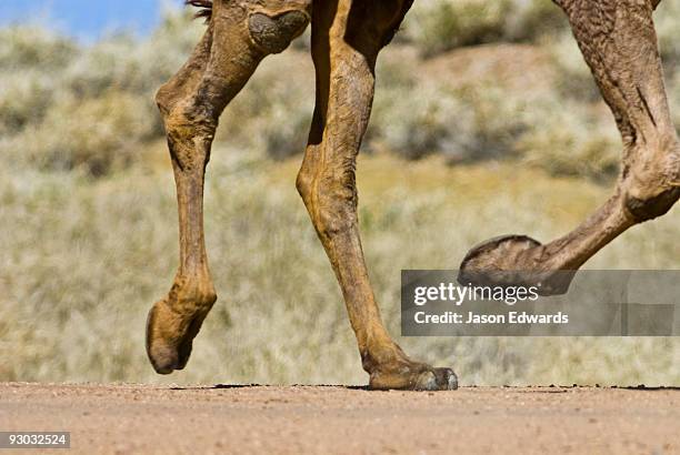 hughenden, queensland, australia. - animal leg stock pictures, royalty-free photos & images