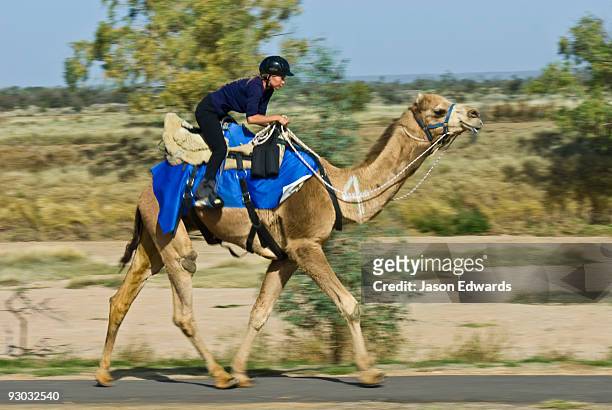 hughenden, queensland, australia. - dromedary camel bildbanksfoton och bilder