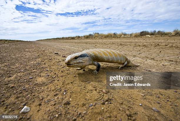 hughenden muttaburra road, queensland, australia - warmteregulatie stockfoto's en -beelden