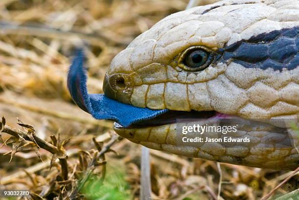 hughenden muttaburra road, queensland, australia - blue tongue lizard stock pictures, royalty-free photos & images