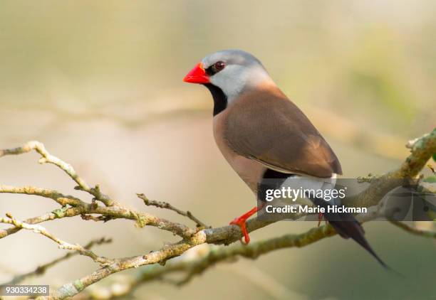 shaftail finch with red beak and red feet grasping a branch. - marie hickman all images stock pictures, royalty-free photos & images