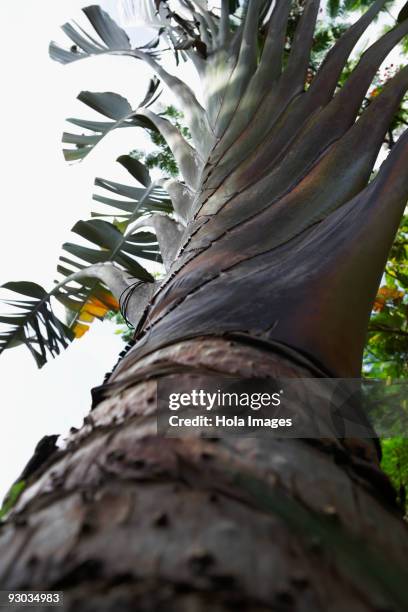 Low Rise Tree Trunk 916 Tree Trunk Low Close Up Stock Photos, High-Res Pictures, and Images ...