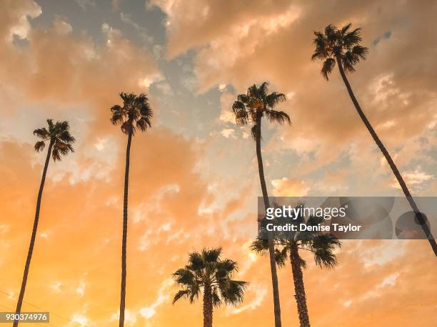 upward view of palms - kalifornien stock-fotos und bilder