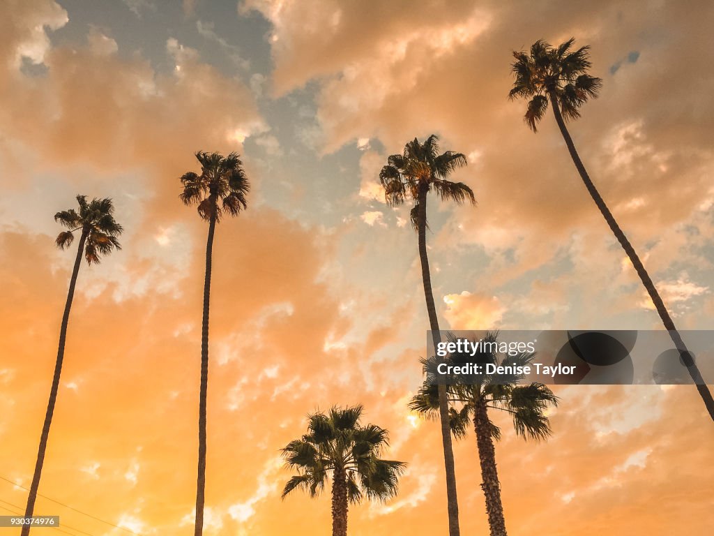 Upward view of Palms