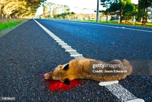 a dead european red fox lying by a roadside in a farming district. - horrible car accidents foto e immagini stock