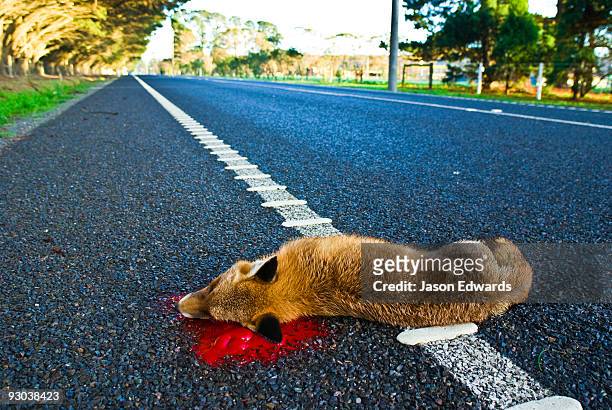 a dead european red fox lying by a roadside in a farming district. - gory car accident photos 個照片及圖片檔
