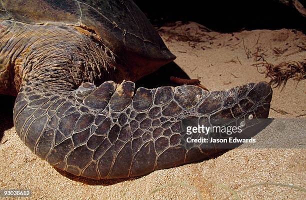 the leathery scales on the flipper of an endangered green sea turtle. - turtles nest stock pictures, royalty-free photos & images