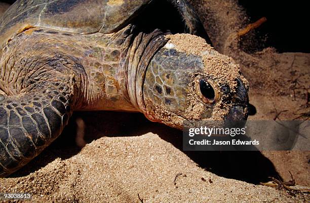 a female endangered green sea turtle covered in sand as she lays eggs. - nido de tortuga fotografías e imágenes de stock