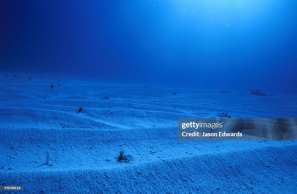 Barren waves of sand roll into the distance on a tropical ocean floor.