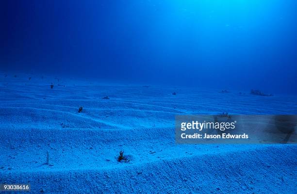 barren waves of sand roll into the distance on a tropical ocean floor. - seabed stock pictures, royalty-free photos & images
