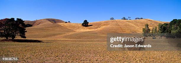 the sun beats down on rolling hills on drought-stricken farmland. - farming drought stock pictures, royalty-free photos & images