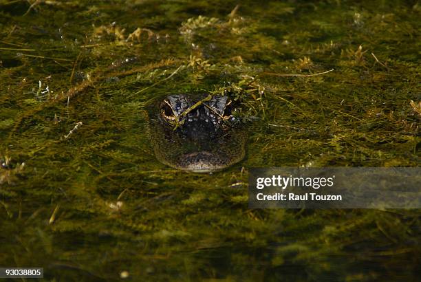 an alligator partly camouflaged in a swamp. - ビッグサイプレス国立野生保護区 ストックフォトと画像