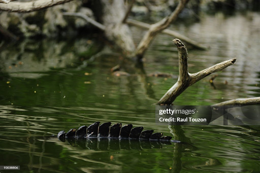 An alligator back emerges from water.