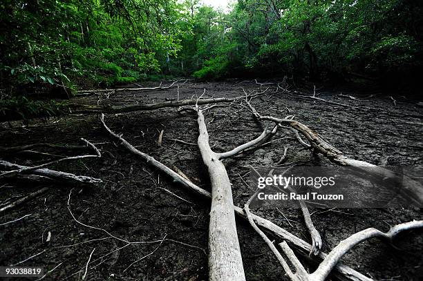 fallen cypress tree branches. - big cypress swamp national preserve stock pictures, royalty-free photos & images