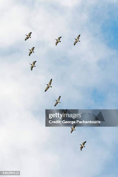 birds flying on a v-formation - birds flying stock pictures, royalty-free photos & images