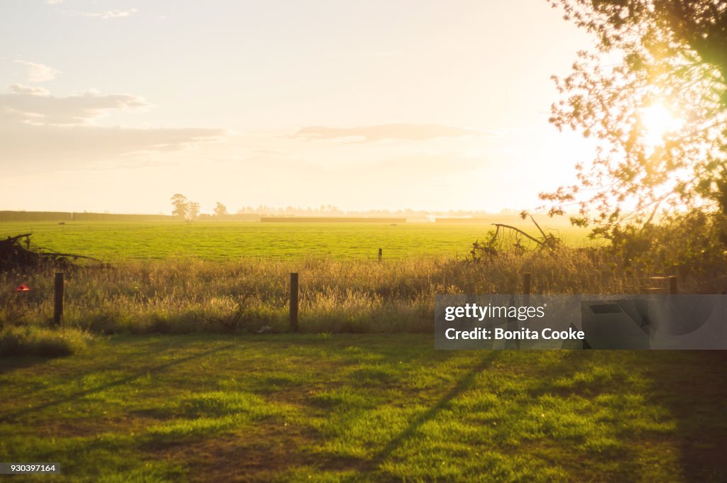 Fenceline, tree, and sunlit field