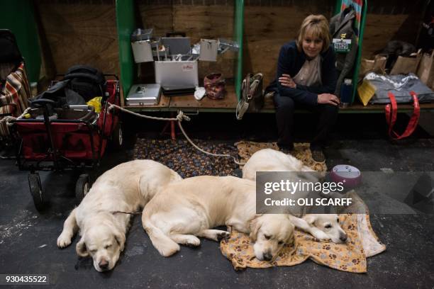 Golden Retrievers rest on the final day of the Crufts dog show at the National Exhibition Centre in Birmingham, central England, on March 11, 2018. /...