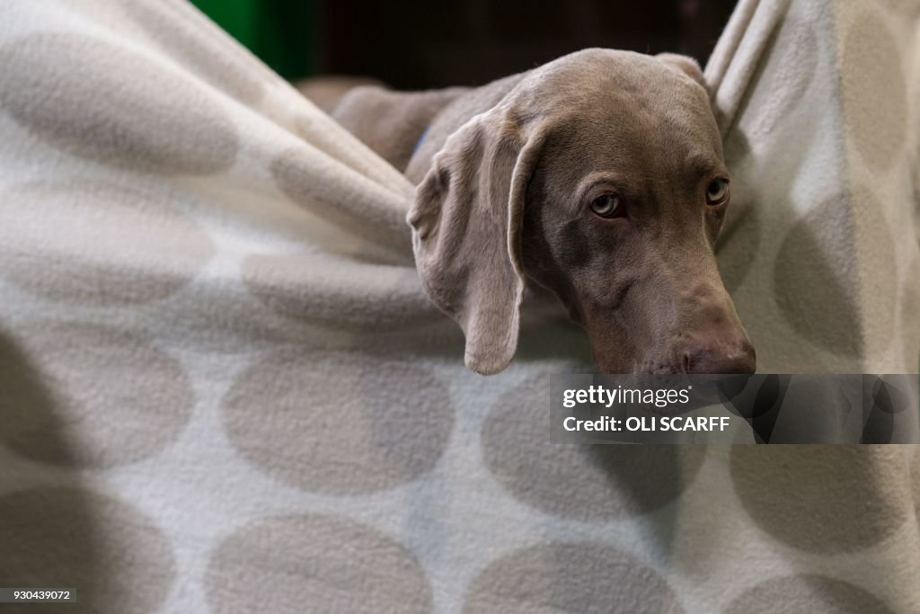BRITAIN-ANIMAL-DOG-CRUFTS