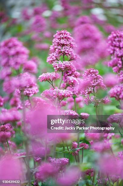 close-up image of centranthus ruber, red valerian pink flowers also known as centranthus ruber 'pretty betsy'  valeriana 'coccinea and fox - valeriana officinalis stock pictures, royalty-free photos & images