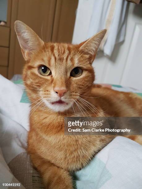 my cat posing - hitchin photos et images de collection