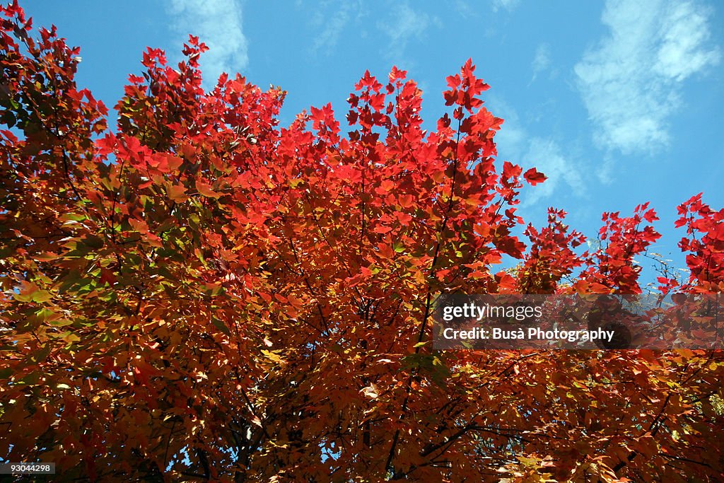 Red tree leaves on a blue sky in Toronto