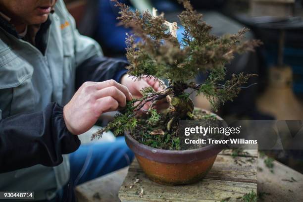 an artisan pruning and shaping a bonsai tree - bonsai tree ストックフォトと画像