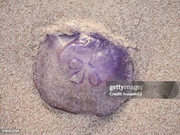 jellyfish - hussein52 stock pictures, royalty-free photos & images