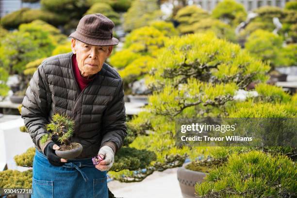 a senior bonsai master standing in his garden - takamatsu bildbanksfoton och bilder