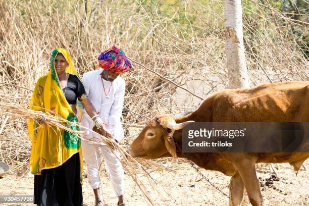 farmer feeding hay grass to cow - jewel shepard stock pictures, royalty-free photos & images