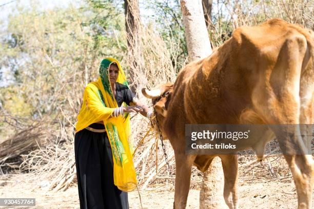 indian woman feeding cow - jewel shepard stock pictures, royalty-free photos & images