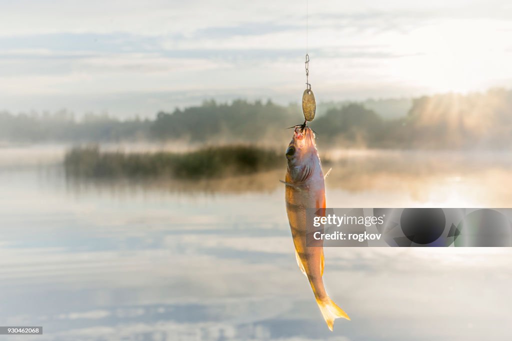 Fisch auf Köder gefangen.