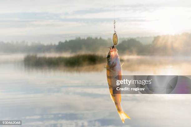 le poisson capturé sur l’appât. - hameçon photos et images de collection