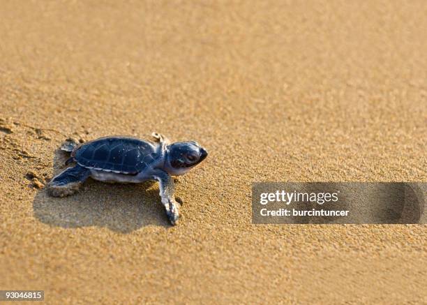 neu geboren caretta (loggerhead) meeresschildkröte krabbeln auf golden sands - republik zypern stock-fotos und bilder