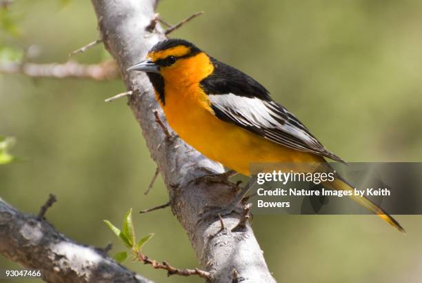 bullock's oriole - oriole stock pictures, royalty-free photos & images