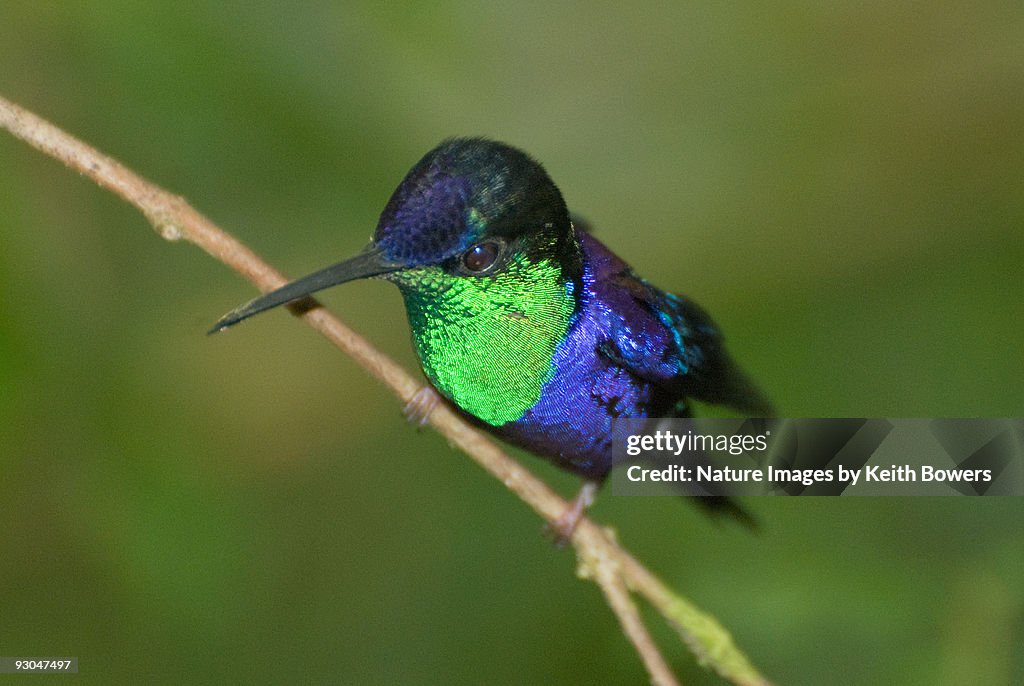 Violet crowned Woodnymph
