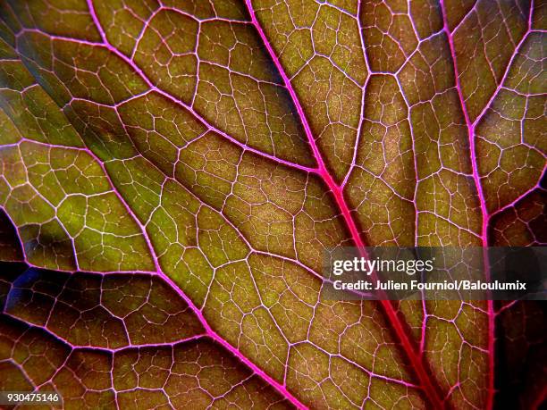 details of an autumn leaf - botany macro stock pictures, royalty-free photos & images